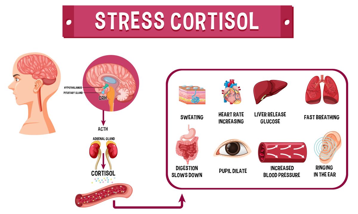 stressz és kortizol - megnyilvánulások